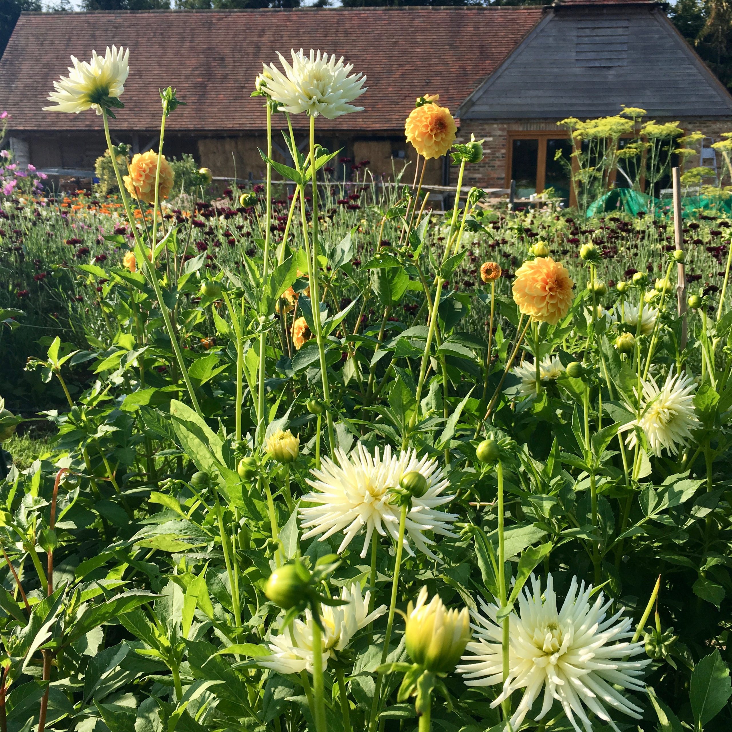 Pick Your Own Saturday Treat - Pitfield Barn